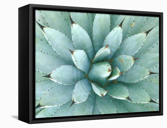 Agave, Desert Botanical Museum, Phoenix, Arizona, USA-Rob Tilley-Framed Stretched Canvas