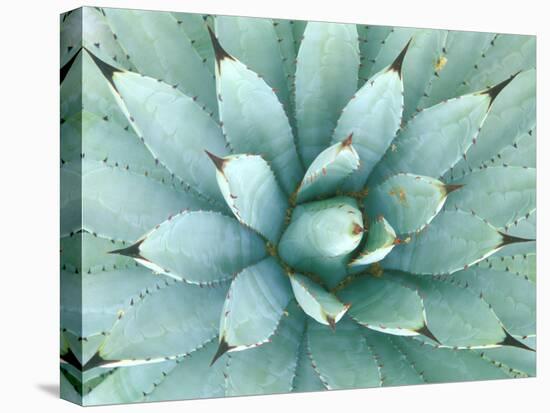 Agave, Desert Botanical Museum, Phoenix, Arizona, USA-Rob Tilley-Stretched Canvas