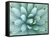 Agave, Desert Botanical Museum, Phoenix, Arizona, USA-Rob Tilley-Framed Stretched Canvas