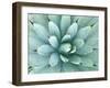 Agave, Desert Botanical Museum, Phoenix, Arizona, USA-Rob Tilley-Framed Premium Photographic Print