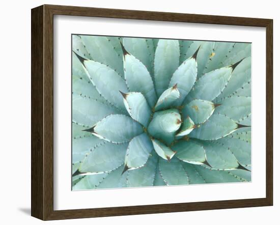 Agave, Desert Botanical Museum, Phoenix, Arizona, USA-Rob Tilley-Framed Photographic Print