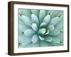 Agave, Desert Botanical Museum, Phoenix, Arizona, USA-Rob Tilley-Framed Photographic Print