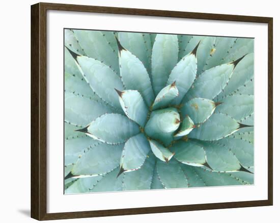 Agave, Desert Botanical Museum, Phoenix, Arizona, USA-Rob Tilley-Framed Photographic Print