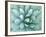 Agave, Desert Botanical Museum, Phoenix, Arizona, USA-Rob Tilley-Framed Photographic Print