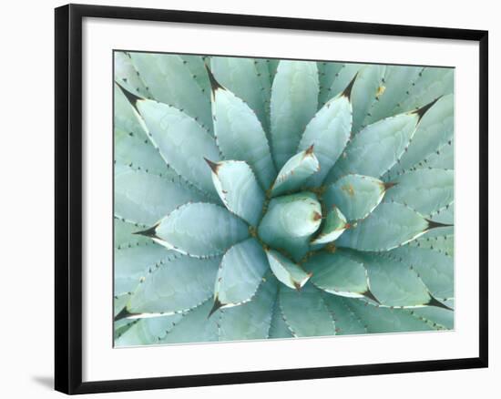 Agave, Desert Botanical Museum, Phoenix, Arizona, USA-Rob Tilley-Framed Photographic Print