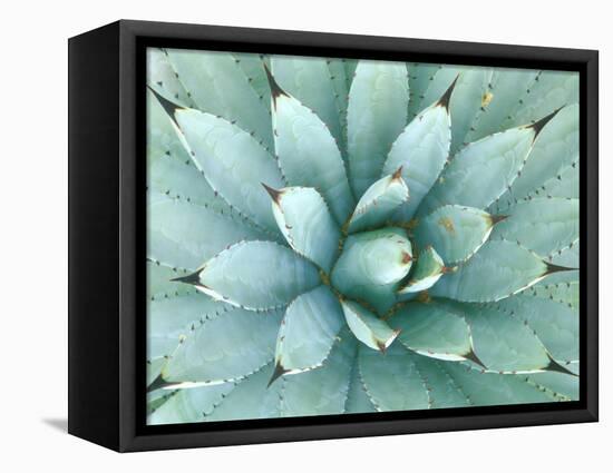 Agave, Desert Botanical Museum, Phoenix, Arizona, USA-Rob Tilley-Framed Stretched Canvas