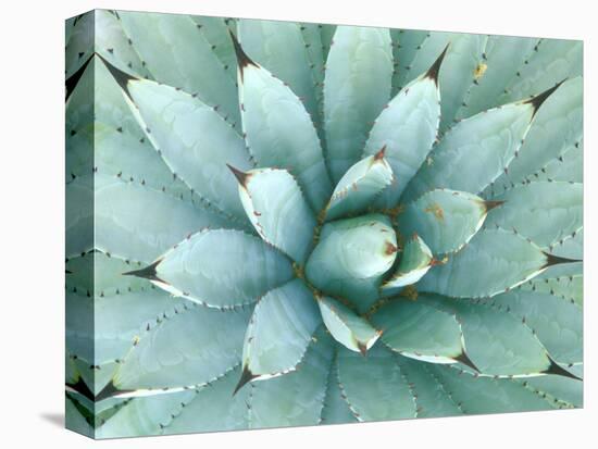 Agave, Desert Botanical Museum, Phoenix, Arizona, USA-Rob Tilley-Stretched Canvas