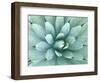 Agave, Desert Botanical Museum, Phoenix, Arizona, USA-Rob Tilley-Framed Photographic Print