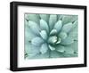 Agave, Desert Botanical Museum, Phoenix, Arizona, USA-Rob Tilley-Framed Photographic Print