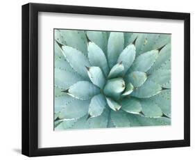 Agave, Desert Botanical Museum, Phoenix, Arizona, USA-Rob Tilley-Framed Photographic Print