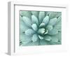 Agave, Desert Botanical Museum, Phoenix, Arizona, USA-Rob Tilley-Framed Photographic Print