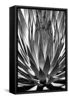 Agave Finale BW-Douglas Taylor-Framed Stretched Canvas