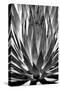 Agave Finale BW-Douglas Taylor-Stretched Canvas