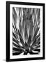 Agave Finale BW-Douglas Taylor-Framed Premium Giclee Print