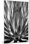 Agave Finale BW-Douglas Taylor-Mounted Premium Giclee Print