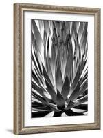 Agave Finale BW-Douglas Taylor-Framed Art Print