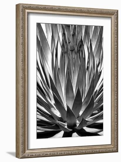 Agave Finale BW-Douglas Taylor-Framed Art Print