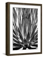 Agave Finale BW-Douglas Taylor-Framed Art Print