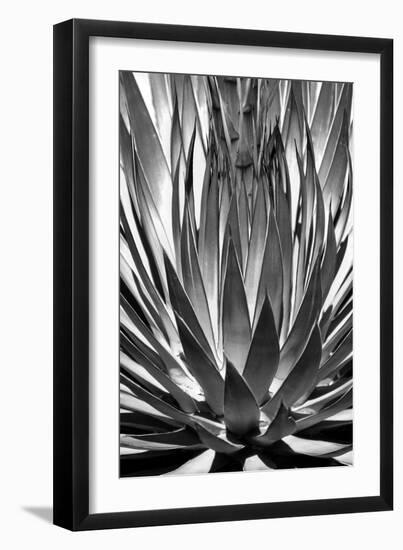 Agave Finale BW-Douglas Taylor-Framed Art Print