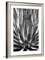 Agave Finale BW-Douglas Taylor-Framed Art Print