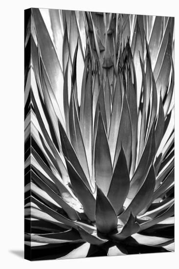 Agave Finale BW-Douglas Taylor-Stretched Canvas