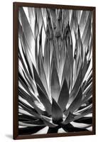 Agave Finale BW-Douglas Taylor-Framed Art Print