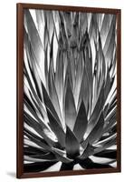 Agave Finale BW-Douglas Taylor-Framed Art Print