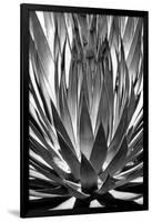 Agave Finale BW-Douglas Taylor-Framed Art Print