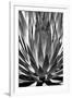 Agave Finale BW-Douglas Taylor-Framed Art Print