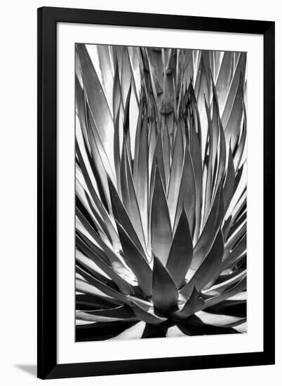 Agave Finale BW-Douglas Taylor-Framed Art Print