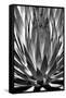 Agave Finale BW-Douglas Taylor-Framed Stretched Canvas