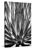 Agave Finale BW-Douglas Taylor-Stretched Canvas