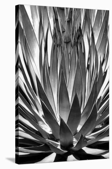 Agave Finale BW-Douglas Taylor-Stretched Canvas