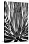 Agave Finale BW-Douglas Taylor-Stretched Canvas