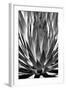 Agave Finale BW-Douglas Taylor-Framed Art Print