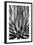 Agave Finale BW-Douglas Taylor-Framed Art Print