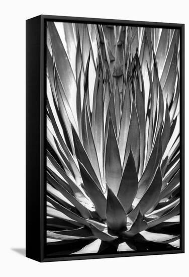 Agave Finale BW-Douglas Taylor-Framed Stretched Canvas