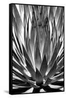 Agave Finale BW-Douglas Taylor-Framed Stretched Canvas