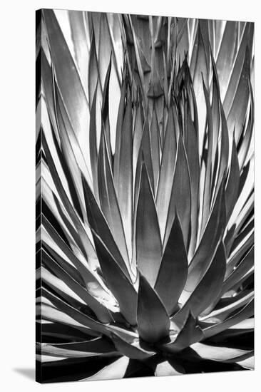 Agave Finale BW-Douglas Taylor-Stretched Canvas