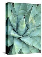 Agave Growing in Organ Pipe Cactus National Monument, Ajo Mountains, Arizona, USA-Scott T. Smith-Stretched Canvas