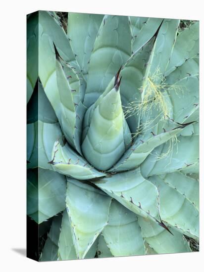 Agave Growing in Organ Pipe Cactus National Monument, Ajo Mountains, Arizona, USA-Scott T. Smith-Stretched Canvas