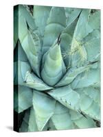 Agave Growing in Organ Pipe Cactus National Monument, Ajo Mountains, Arizona, USA-Scott T. Smith-Stretched Canvas