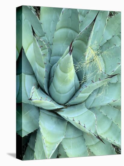 Agave Growing in Organ Pipe Cactus National Monument, Ajo Mountains, Arizona, USA-Scott T. Smith-Stretched Canvas