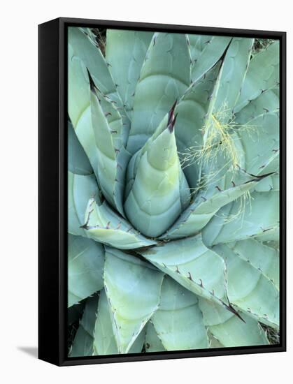 Agave Growing in Organ Pipe Cactus National Monument, Ajo Mountains, Arizona, USA-Scott T. Smith-Framed Stretched Canvas