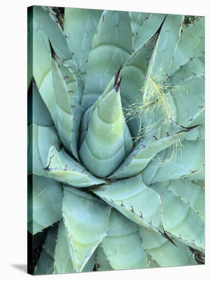 Agave Growing in Organ Pipe Cactus National Monument, Ajo Mountains, Arizona, USA-Scott T. Smith-Stretched Canvas