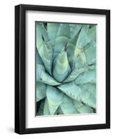 Agave Growing in Organ Pipe Cactus National Monument, Ajo Mountains, Arizona, USA-Scott T. Smith-Framed Photographic Print