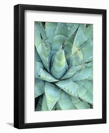 Agave Growing in Organ Pipe Cactus National Monument, Ajo Mountains, Arizona, USA-Scott T. Smith-Framed Photographic Print