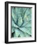 Agave Growing in Organ Pipe Cactus National Monument, Ajo Mountains, Arizona, USA-Scott T. Smith-Framed Photographic Print