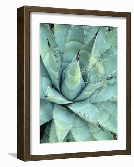 Agave Growing in Organ Pipe Cactus National Monument, Ajo Mountains, Arizona, USA-Scott T. Smith-Framed Photographic Print