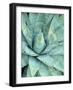 Agave Growing in Organ Pipe Cactus National Monument, Ajo Mountains, Arizona, USA-Scott T. Smith-Framed Photographic Print